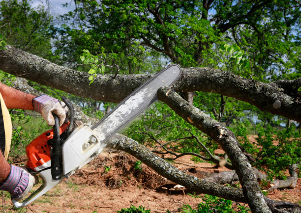Best Hazardous Tree Removal  in Parrish, AL